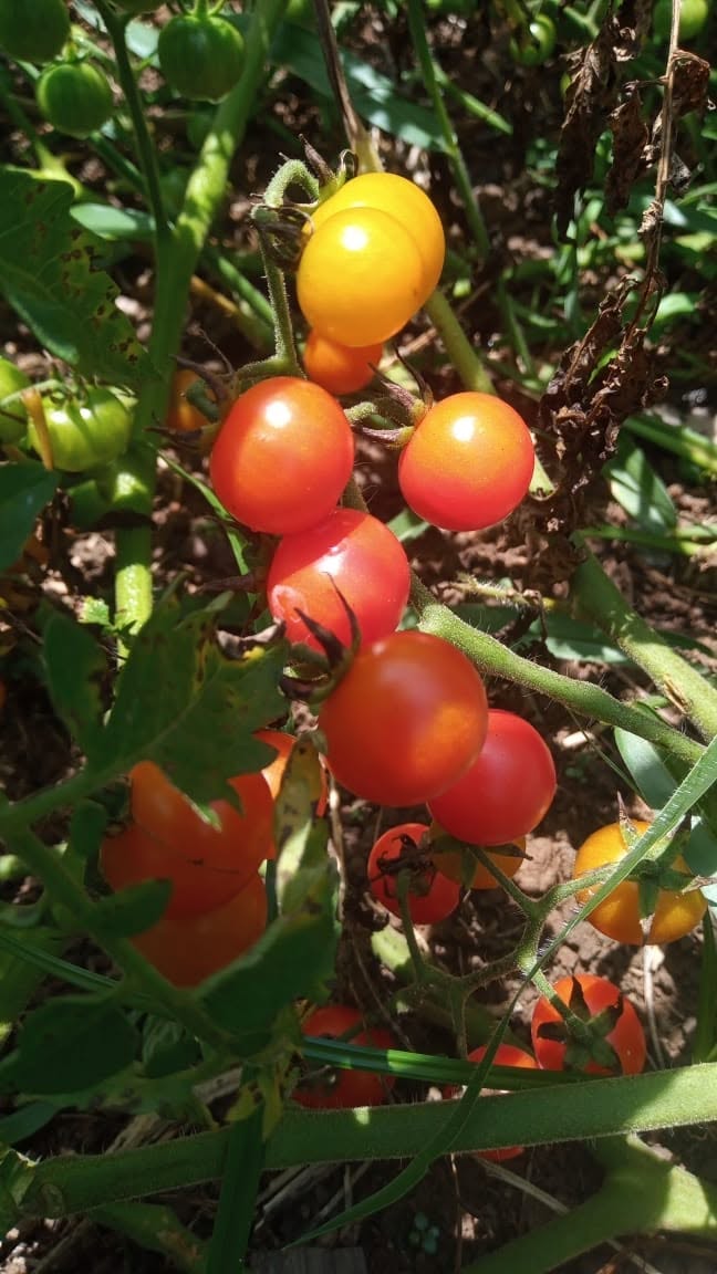 Tomate grape